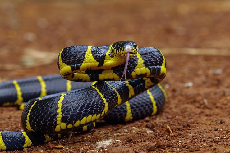 Foto gratuito boiga serpiente dendrophila cabeza anillada amarilla de boiga dendrophila animal closeup animal ataque