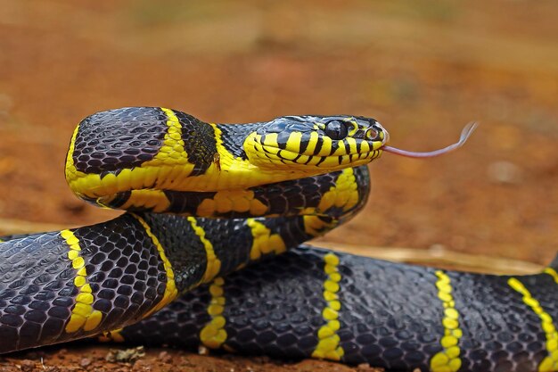 Boiga serpiente dendrophila cabeza anillada amarilla de Boiga dendrophila animal closeup animal ataque