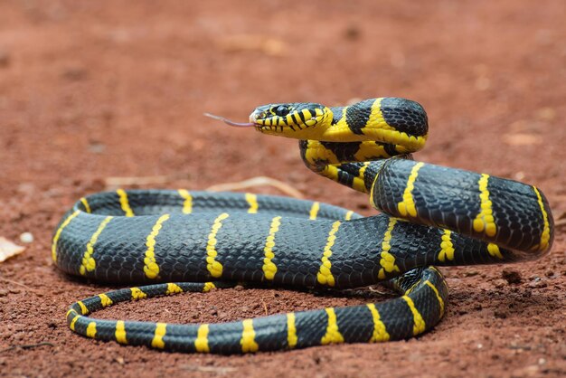 Boiga serpiente dendrophila cabeza anillada amarilla de Boiga dendrophila animal closeup animal ataque