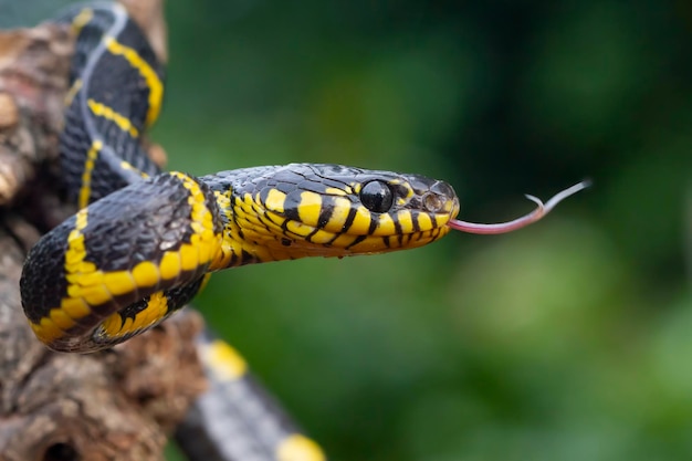 Boiga serpiente dendrophila cabeza anillada amarilla de Boiga dendrophila animal closeup