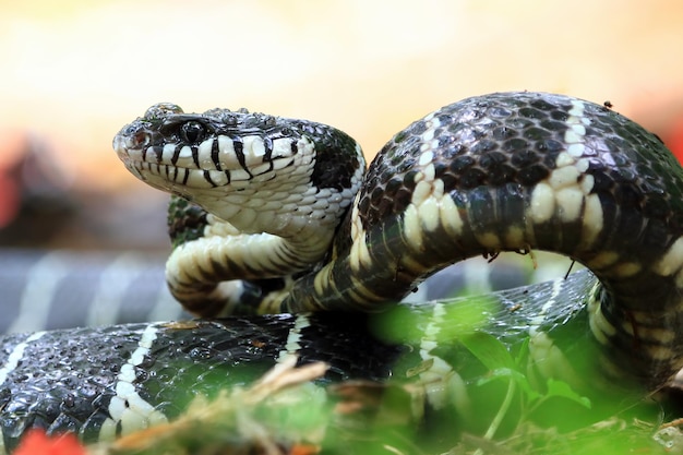 Boiga serpiente lista para atacar Boiga dendrophila animal closeup