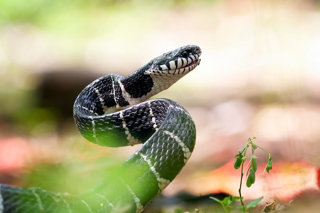 Boiga serpiente lista para atacar boiga dendrophila animal closeup