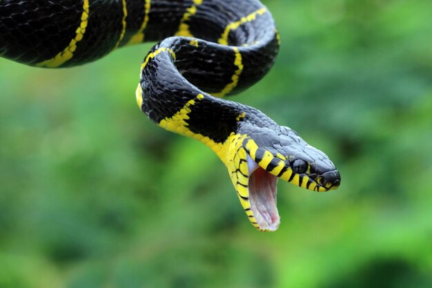 Boiga serpiente lista para atacar Boiga dendrophila animal closeup