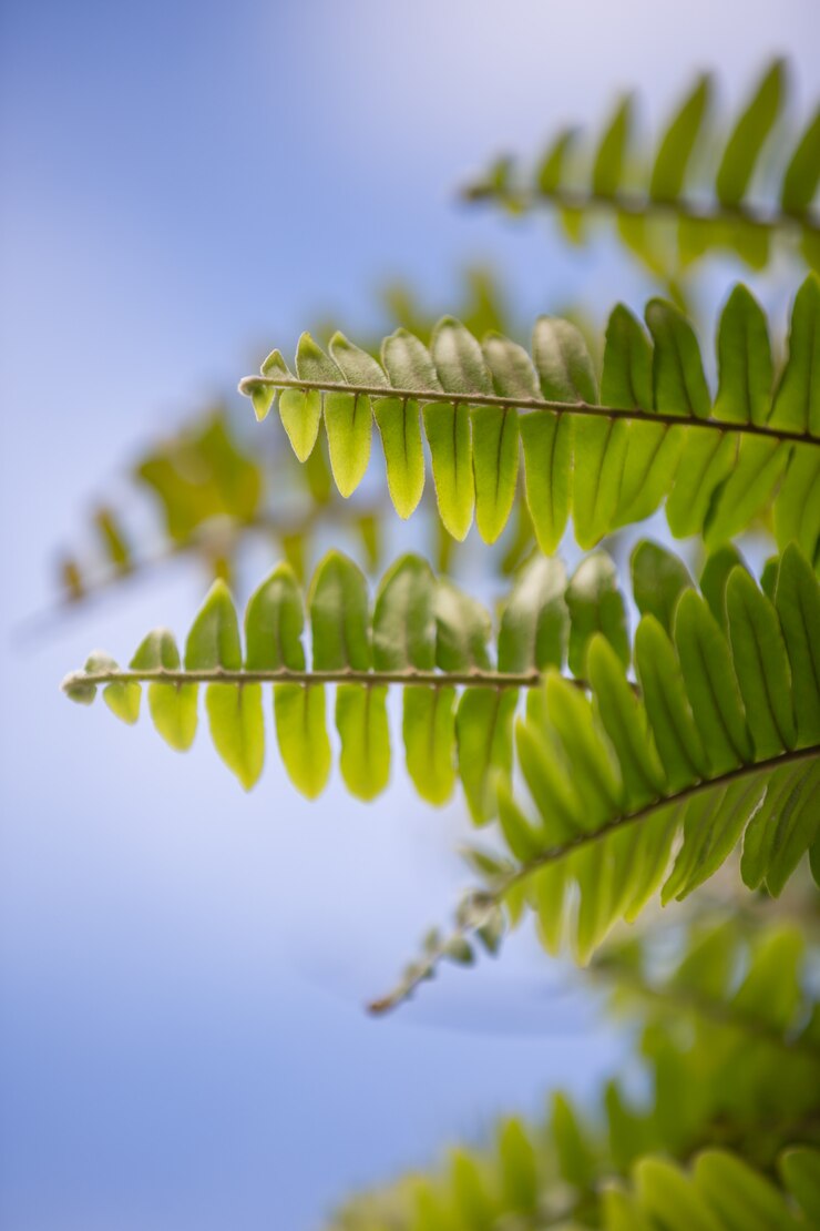 Foto gratuito bokeh de hoja verde con hermosa luz del sol suave