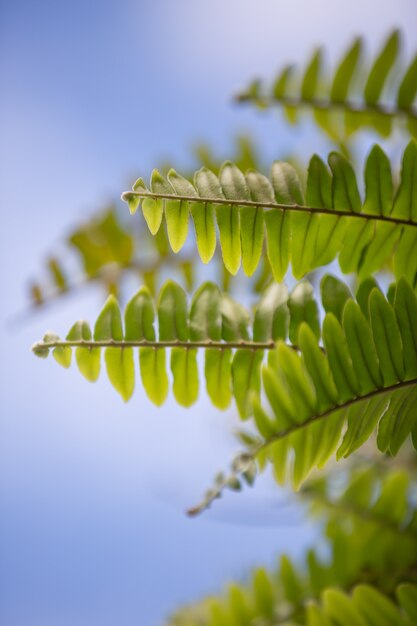 Bokeh de hoja verde con hermosa luz del sol suave