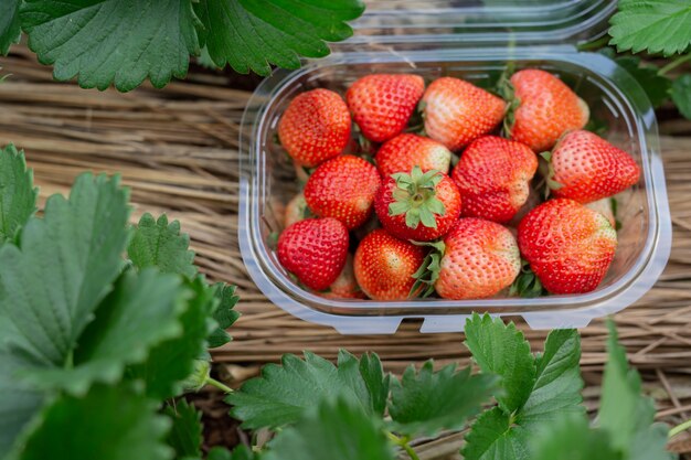 Bola de fresa en la caja.