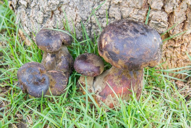 Bolete