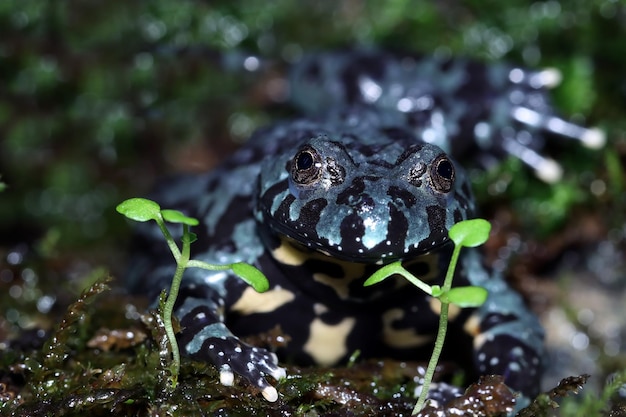 Bombina blue orientalis primer plano sobre musgo