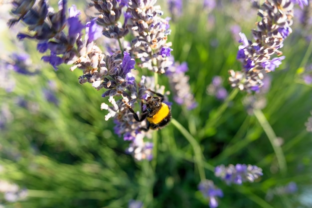 Bombus terrestris y la flor de lavanda