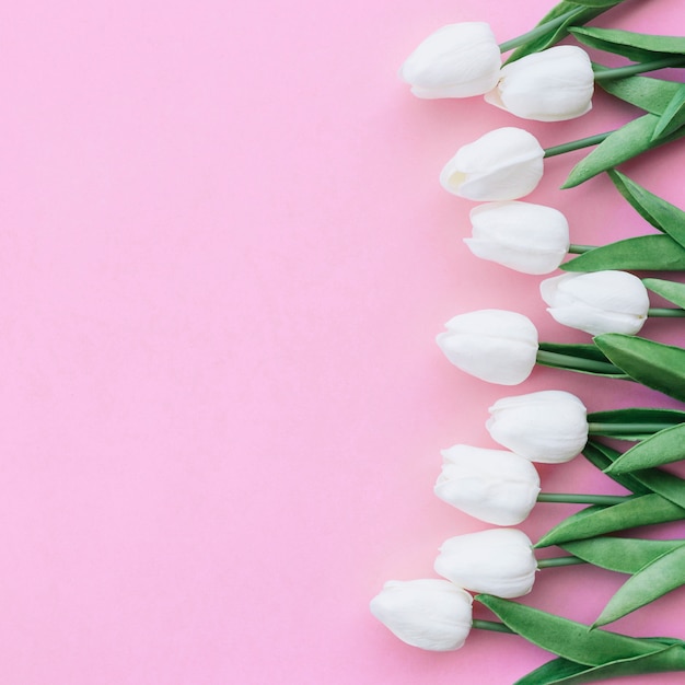 bonita composición con tulipanes blancos sobre fondo rosa pastel con copyspace a la izquierda si