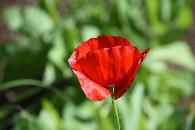 Bonita flor de amapola roja florece en primavera