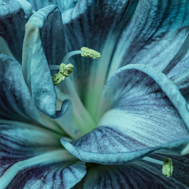 Bonita flor azul macro