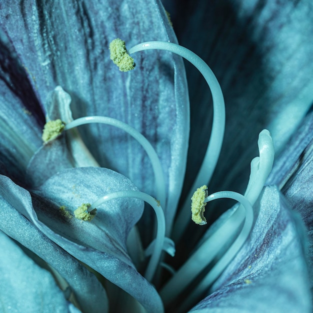Bonita flor azul macro