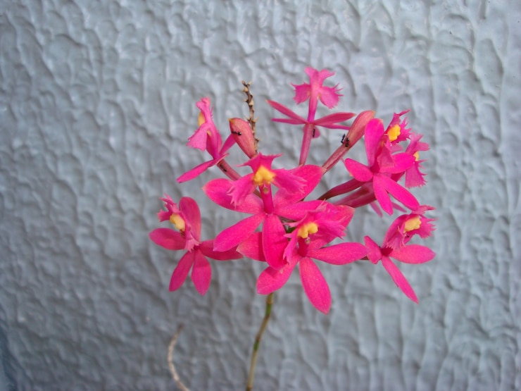 Foto gratuito bonita flor exótica rosada