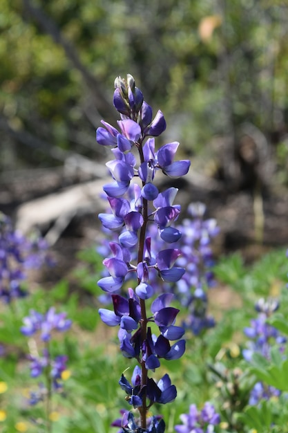 Bonita flor de lupino lavanda que florece en verano