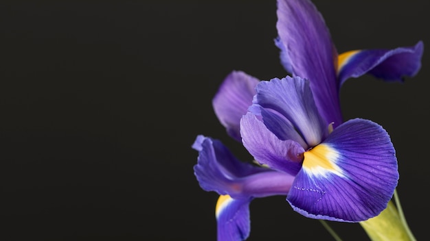 Bonita flor morada macro