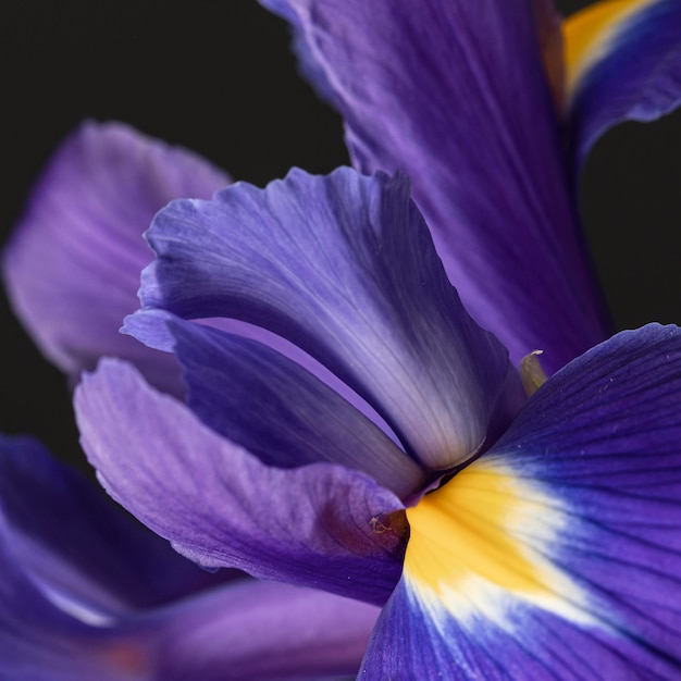 Bonita flor morada macro