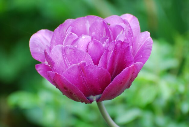 Bonita flor de tulipán en flor rosa y lavanda en un jardín.