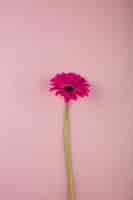 Foto gratuita bonita gerbera en rosa