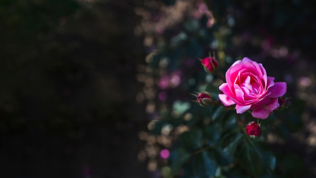 Bonita rosa en arbusto