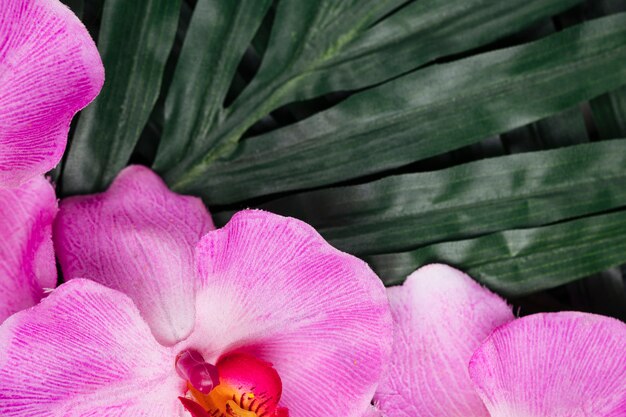 Bonita rosa orquídea y hojas tropicales