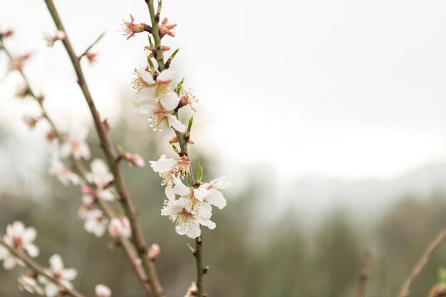 Bonitas flores del almendro