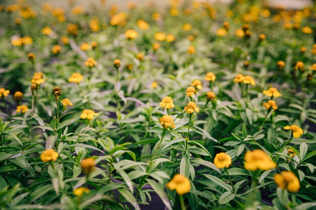 Bonitas flores amarillas en una planta de tomillo en flor