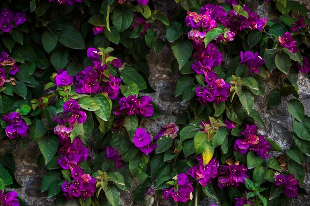 Bonitas flores en piedras