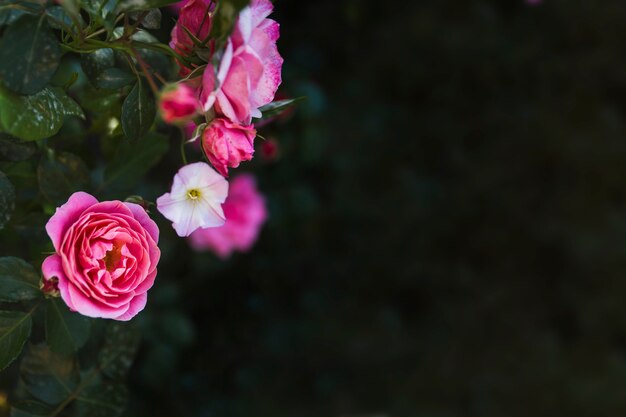 Bonitas flores sobre fondo abstracto