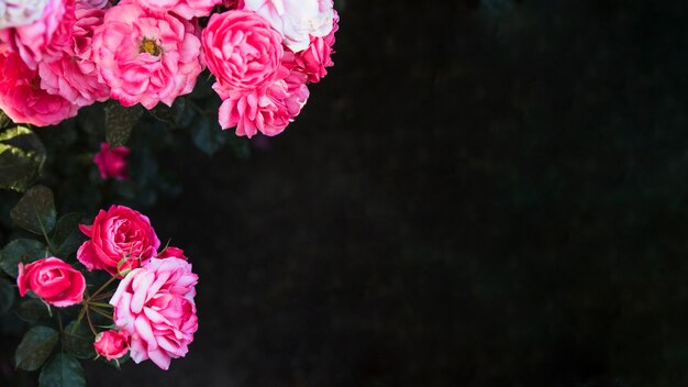 Bonitas flores sobre fondo oscuro