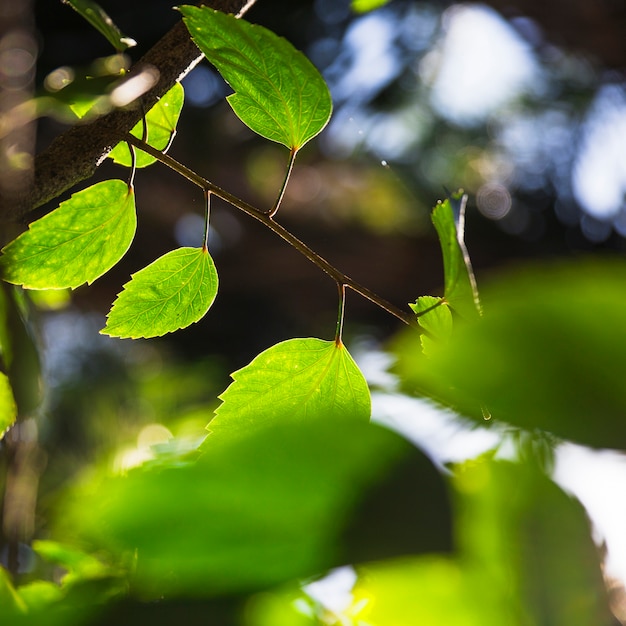 Bonitas hojas de álamo temblón