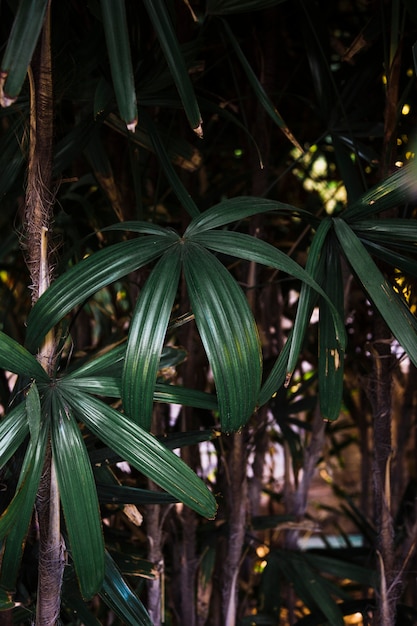 Bonitas plantas creciendo en la jungla