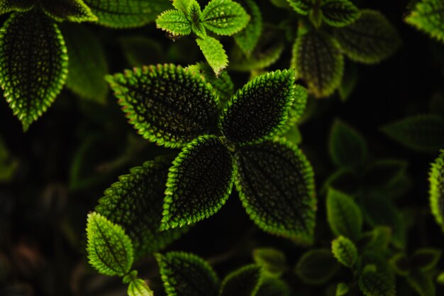 Bonitas plantas en el jardín