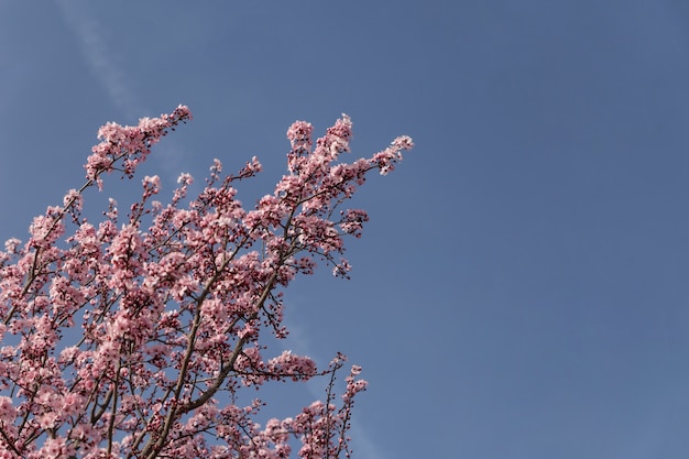Bonitas ramas en flor con el cielo de fondo