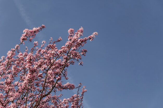 Bonitas ramas en flor con el cielo de fondo