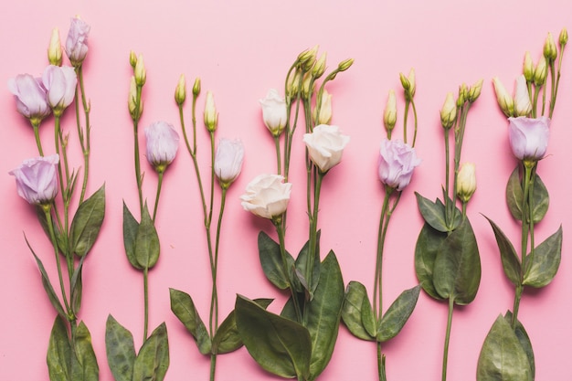 Bonitas rosas en rosa