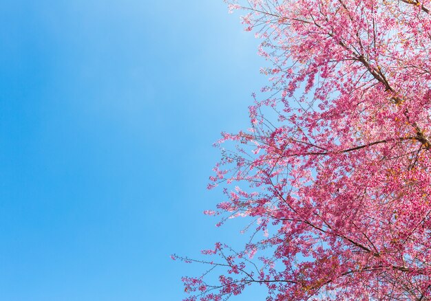 Bonito árbol en flor