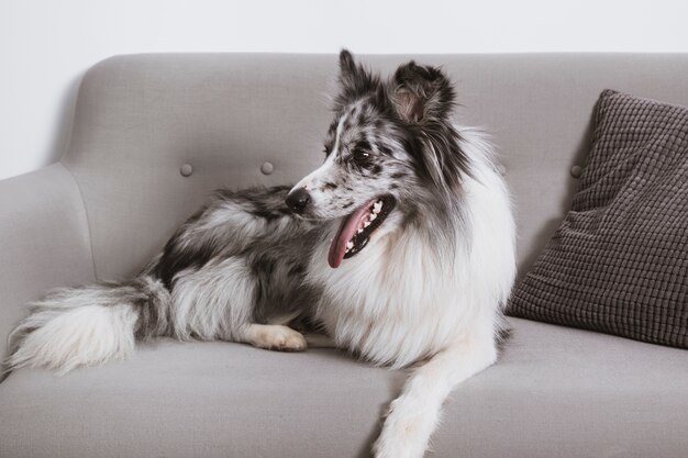 Bonito border collie en el sofá