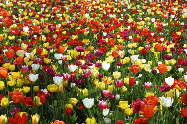 Bonito campo de tulipanes