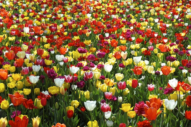 Bonito campo de tulipanes