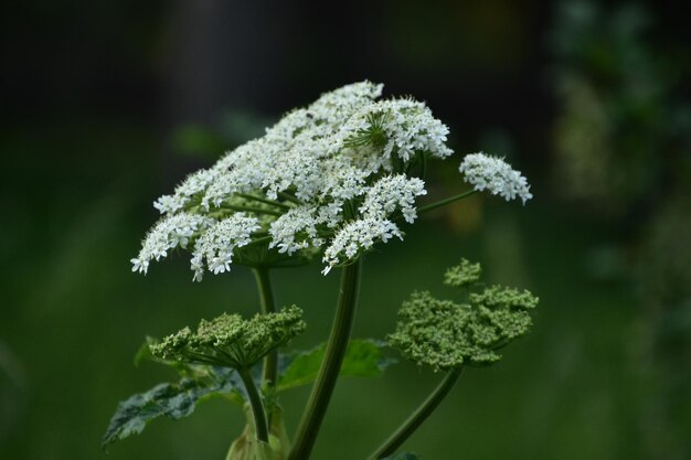 Bonito florecimiento blanco Queen Annes Lace floreciendo en el verano