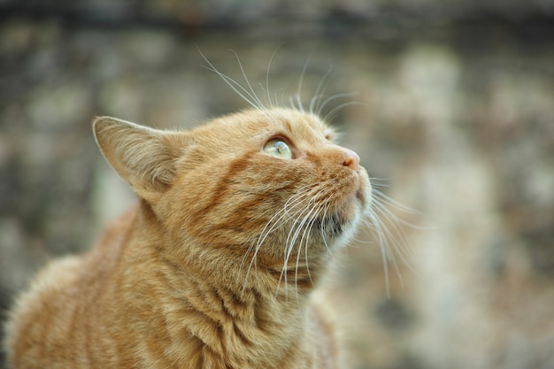 Bonito gato en un fondo desenfocado