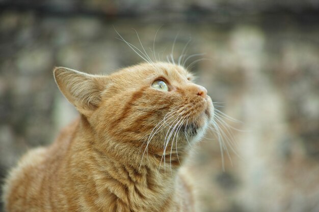 Bonito gato en un fondo desenfocado