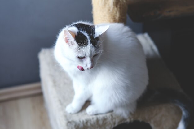 Bonito gato con la lengua fuera