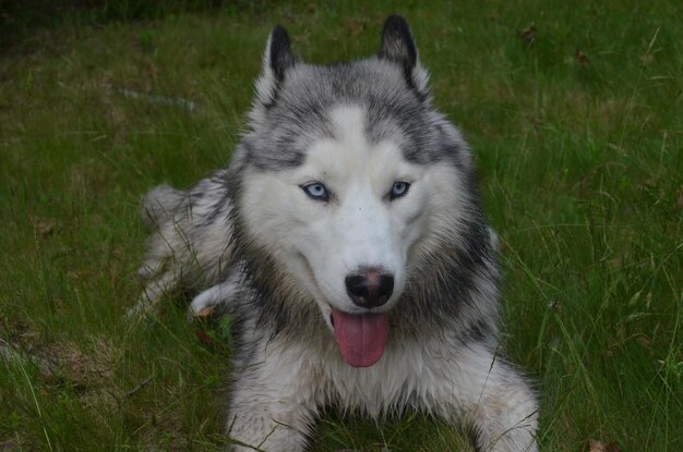 Bonito perro husky siberiano con lengua rosada