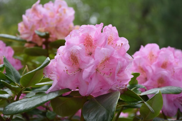 Bonitos racimos de flores de rododendros rosas que florecen en primavera
