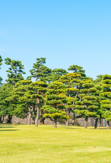 Bonsai árbol en el jardín del palacio imperial en la ciudad de Tokio