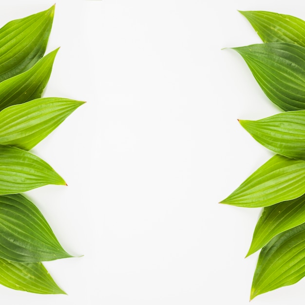 Foto gratuita borde lateral hecho con hojas verdes frescas sobre fondo blanco