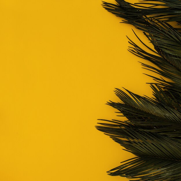 Borde de palmeras tropicales en amarillo con copyspace