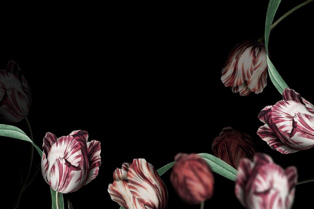 Borde de tulipán sobre fondo negro